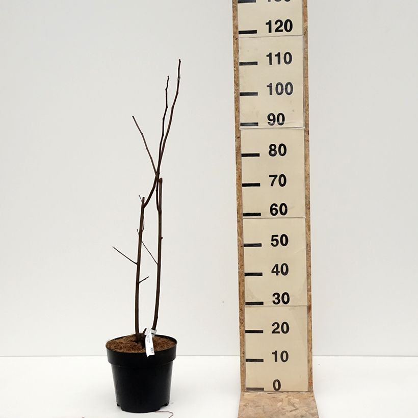 Cladrastis kentukea Maceta 6L/7L Ejemplar entregado en invierno