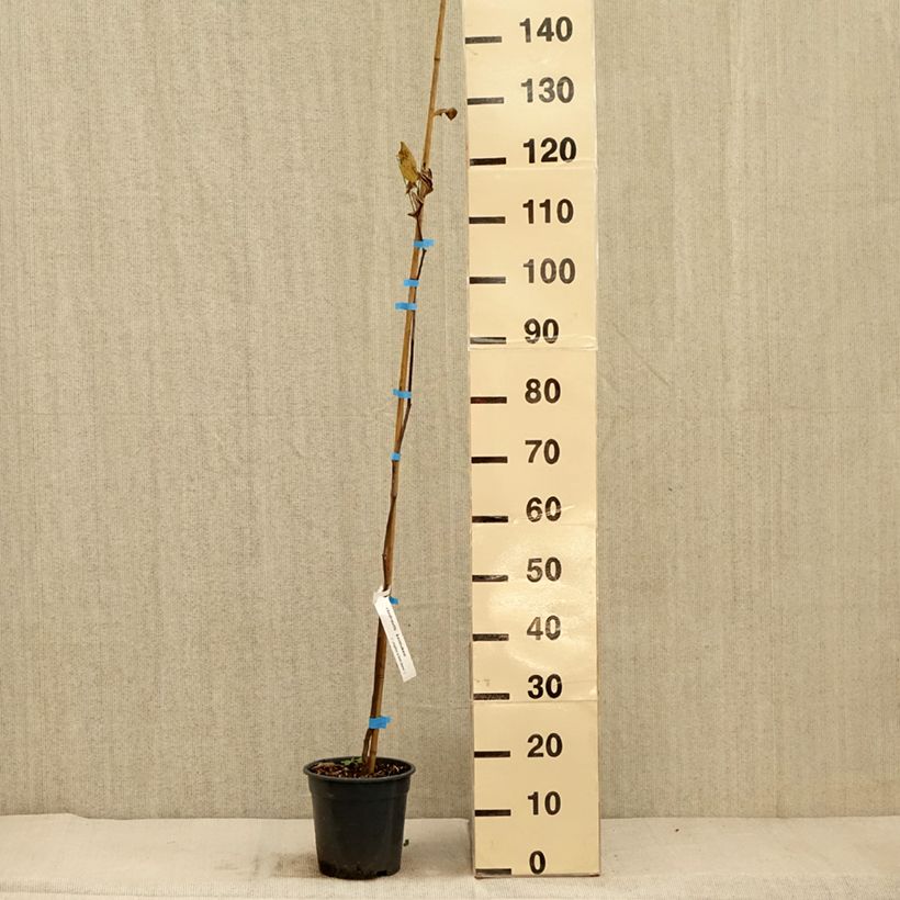 Ejemplar de Cladrastis kentukea Maceta 3L/4L entregado en otoño