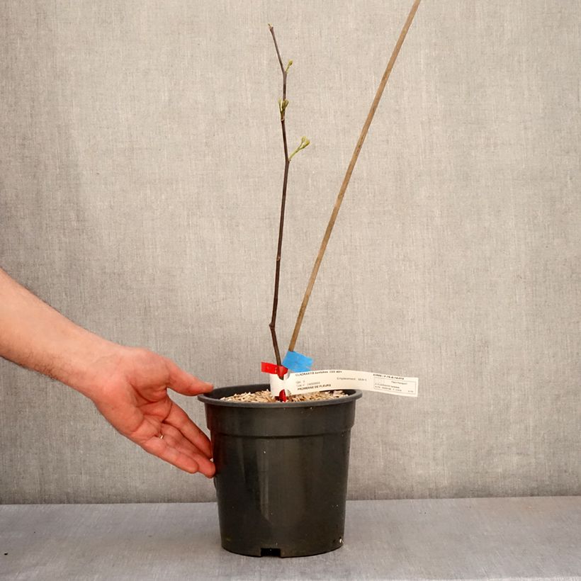 Cladrastis kentukea - Virgilier à bois jaune Pot de 3L/4L Ejemplar entregado en la primavera