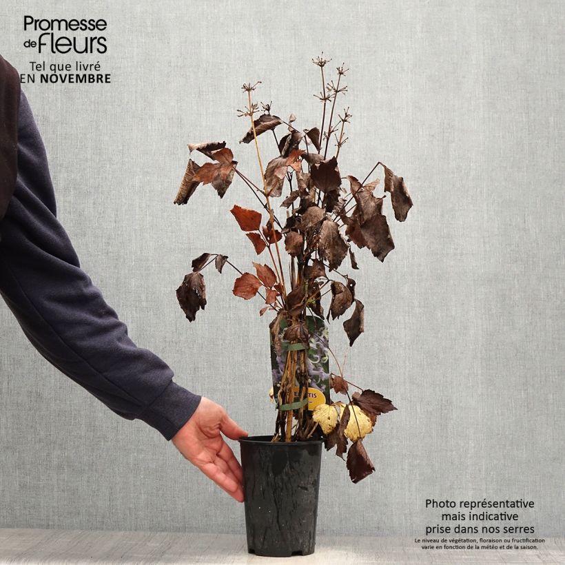 Ejemplar de Clematis heracleifolia Côte d'Azur Maceta 2L/3L entregado en otoño