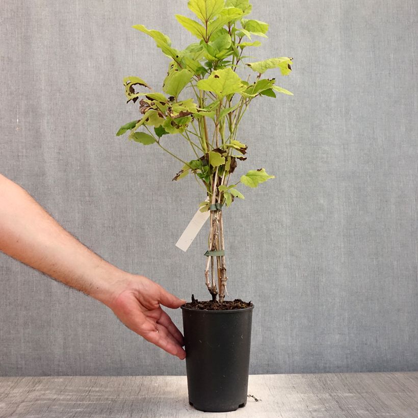 Ejemplar de Clematis heracleifolia Côte d'Azur 2/3L Pot de 2L/3L entregado en verano