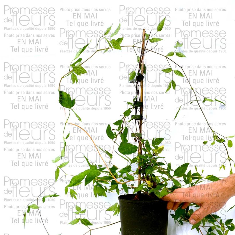 Ejemplo de ejemplar de Clematis Aphrodite Maceta 2L/3LAltura de entrega aprox. 40cm tal y como se entrega