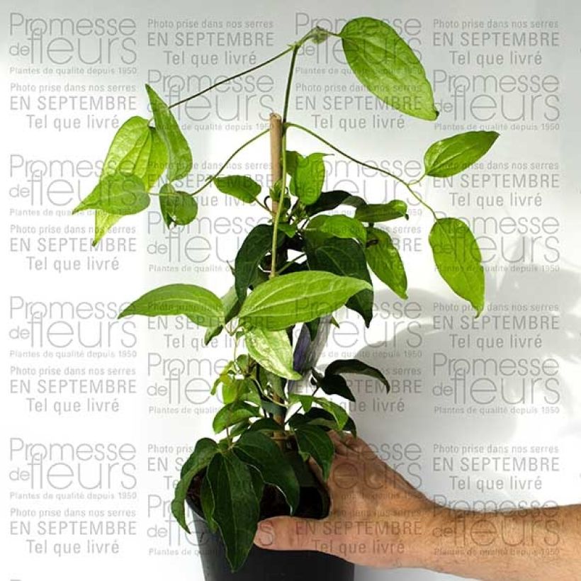 Ejemplo de ejemplar de Clematis Blue Ravine Maceta 2L/3LAltura de entrega aprox. 40/50cm tal y como se entrega