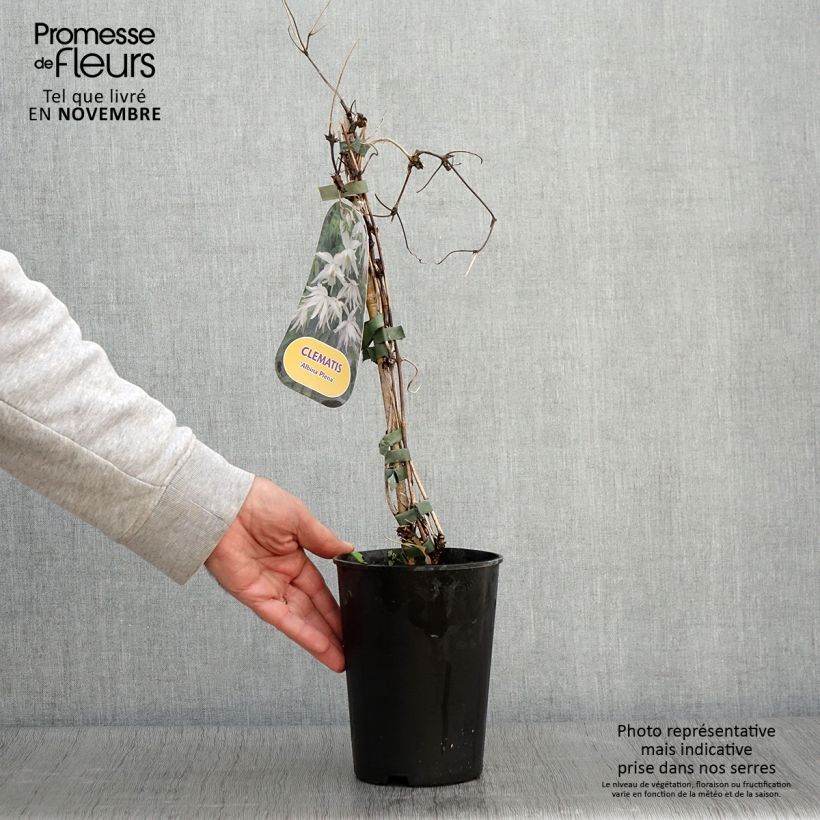 Ejemplar de Clematis alpina Plena Maceta 2L/3L entregado en otoño