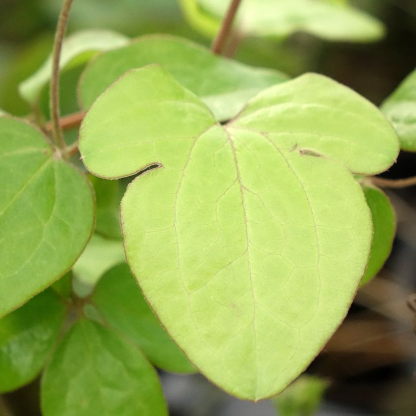 Clematis Andromeda (Follaje)