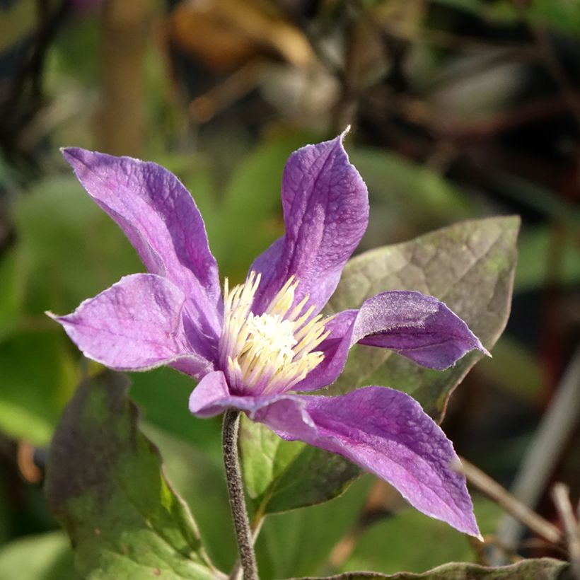 Clematis Arabella (Floración)