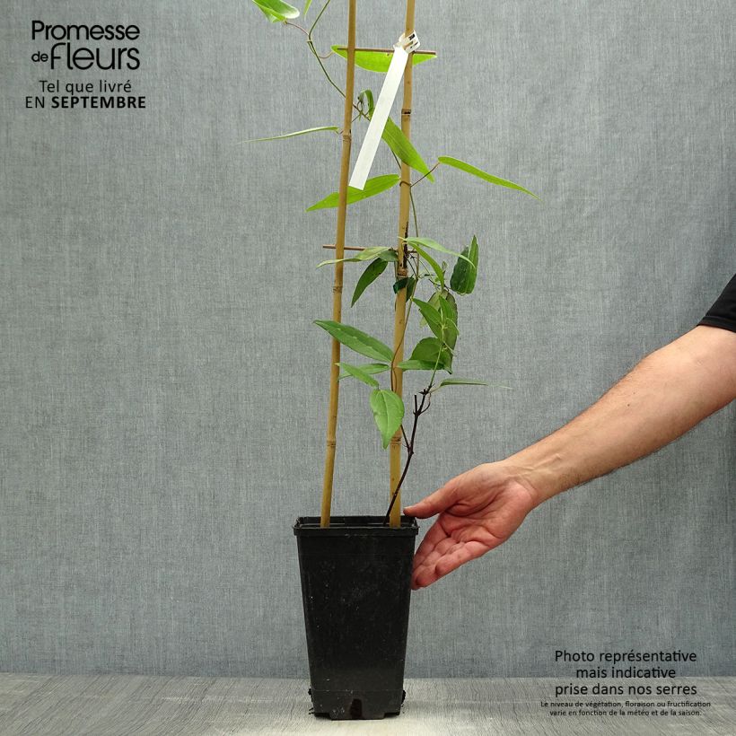 Ejemplar de Clematis armandii Hendersonii Rubra - Clemátide de Armand Maceta 2L/3L entregado en otoño