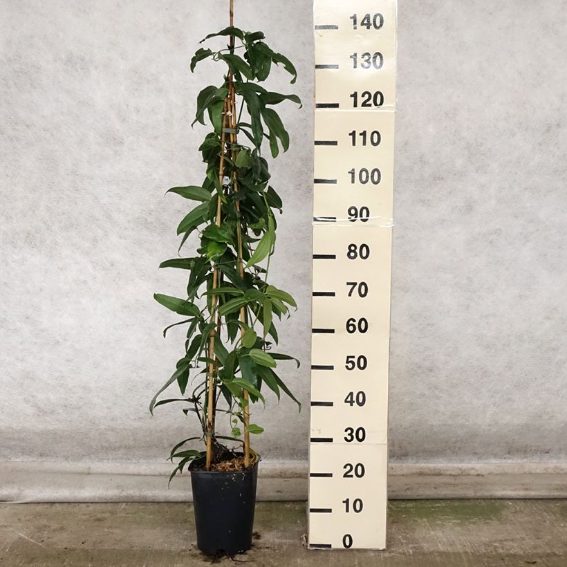 Ejemplar de Clematis armandii - Clemátide de Armand Maceta 4L/5L entregado en otoño