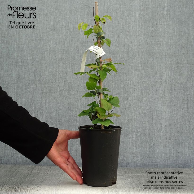 Ejemplar de Clematis Blue Light Maceta 1,5L/2L entregado en otoño