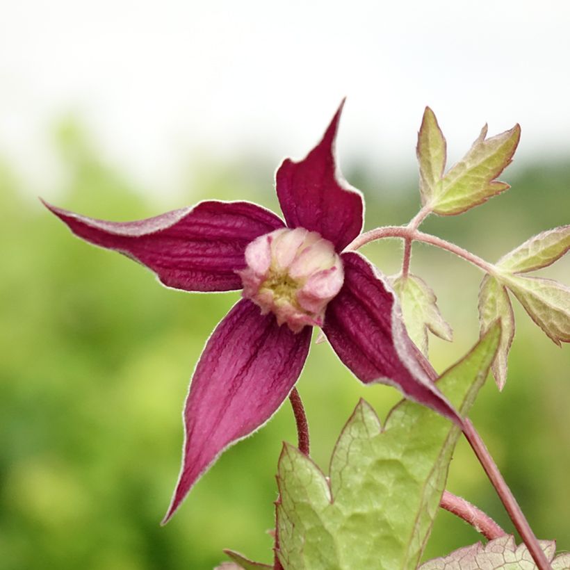 Clematis Brunette (Floración)