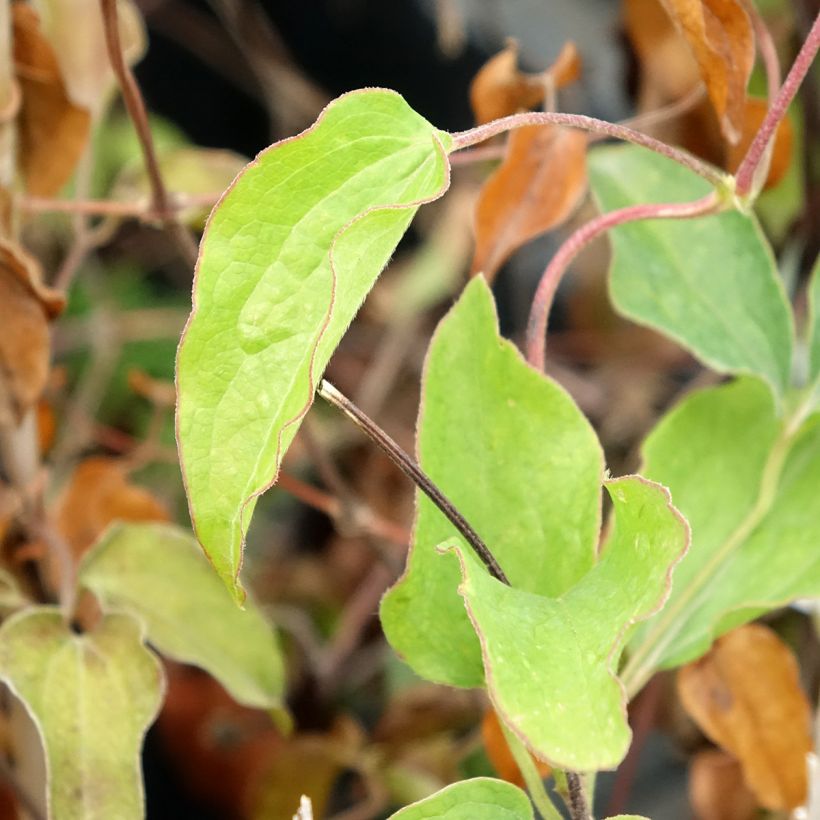 Clematis Carnaby (Follaje)