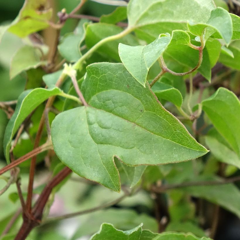 Clematis Caroline (Follaje)