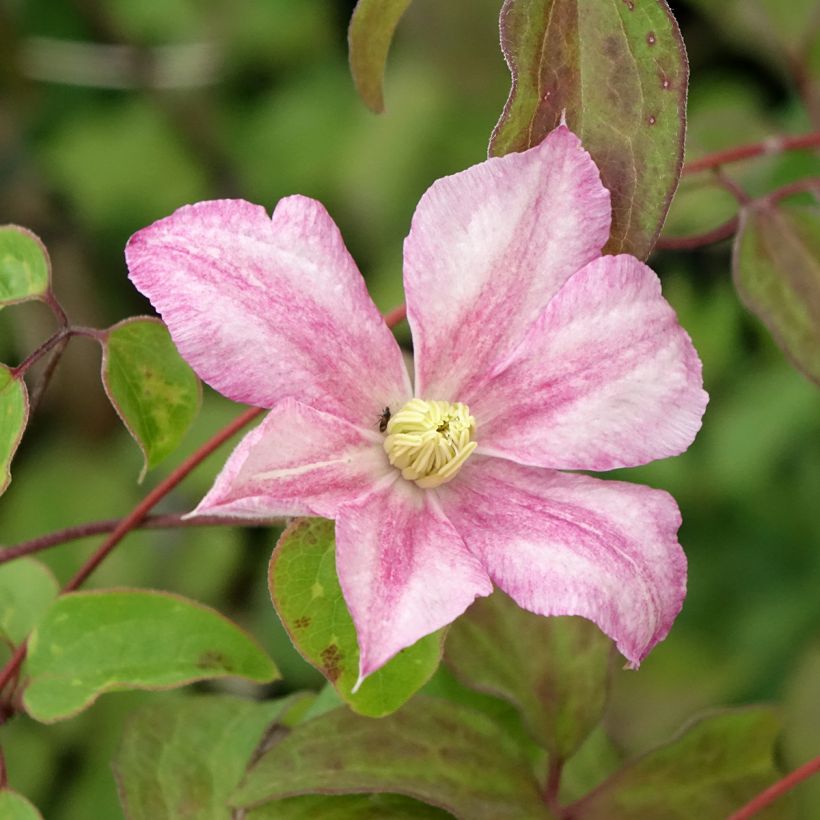 Clematis Caroline (Floración)