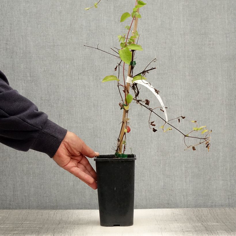 Ejemplar de Clematis Cezanne Maceta 1,5L/2L entregado en verano