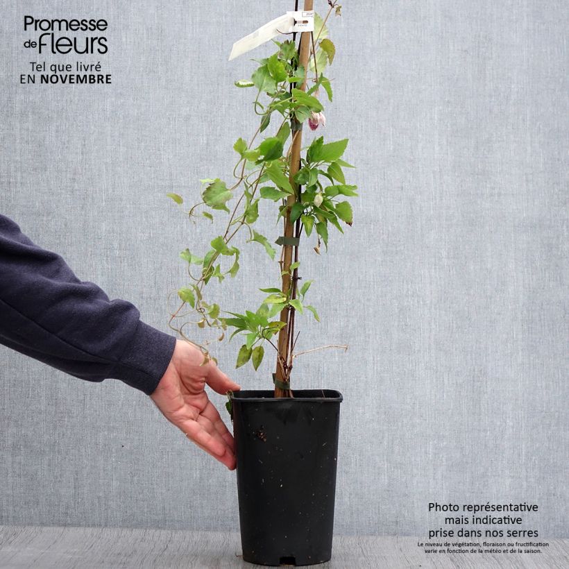 Ejemplar de Clematis cirrhosa Lansdowne Gem - Aján Maceta 2L/3L entregado en otoño