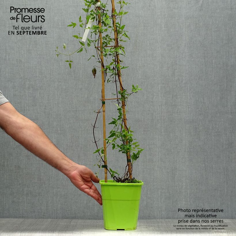 Ejemplar de Clematis cirrhosa Winter Parasol - Aján Maceta 2L/3L entregado en otoño