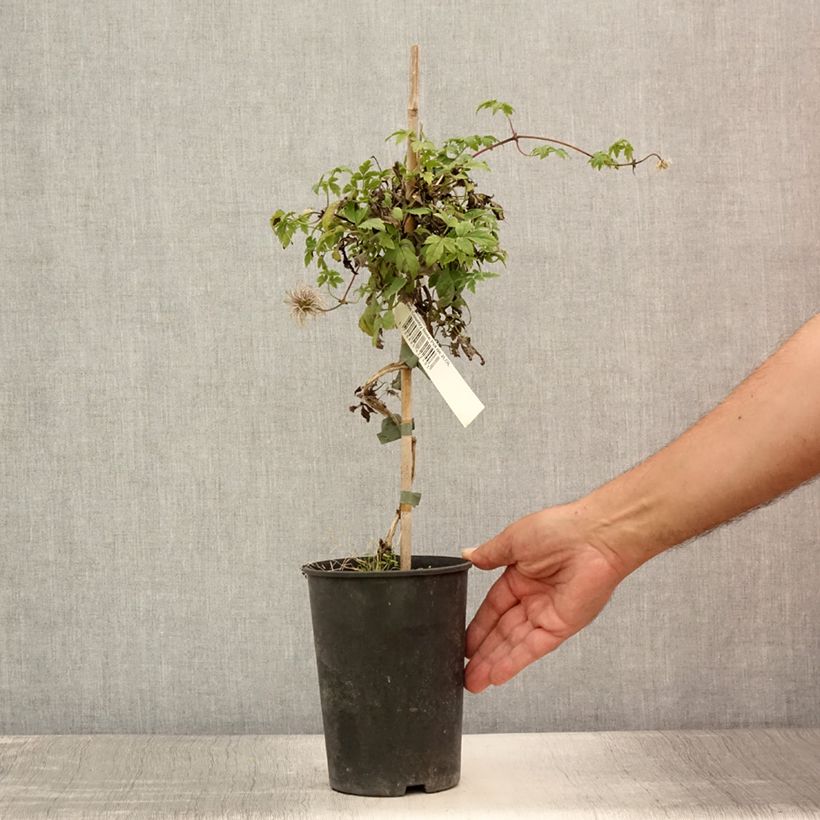 Ejemplar de Clematis Country Rose Maceta 2L/3LAltura de entrega aprox. 40/50cm entregado en verano