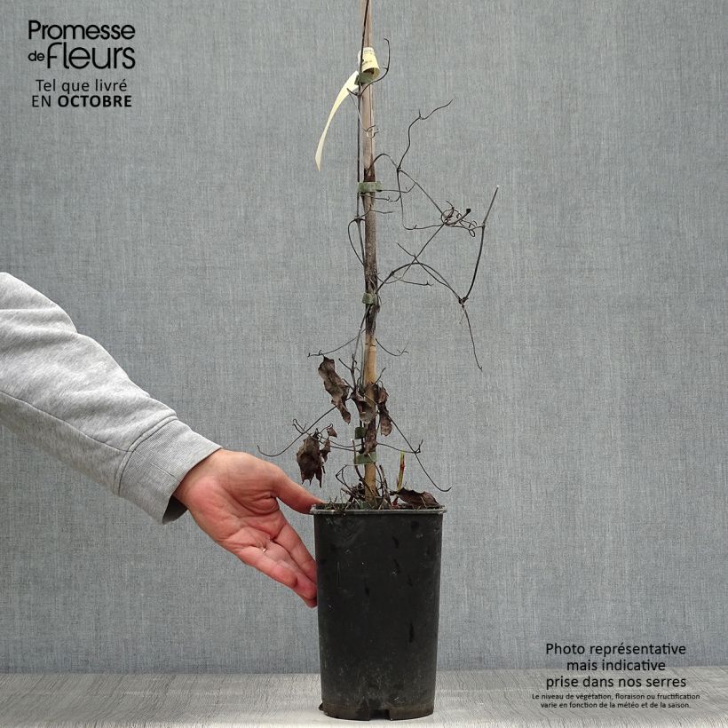 Ejemplar de Clematis Crystal Fountain Maceta 2L/3L entregado en otoño