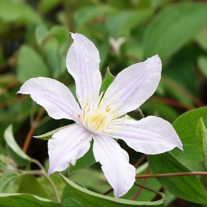 Clematis Clematis River Star (Floración)