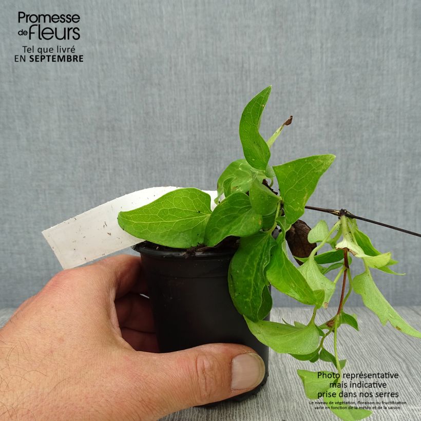 Ejemplar de Clematis Docteur Ruppel Maceta de 8/9 cm entregado en otoño