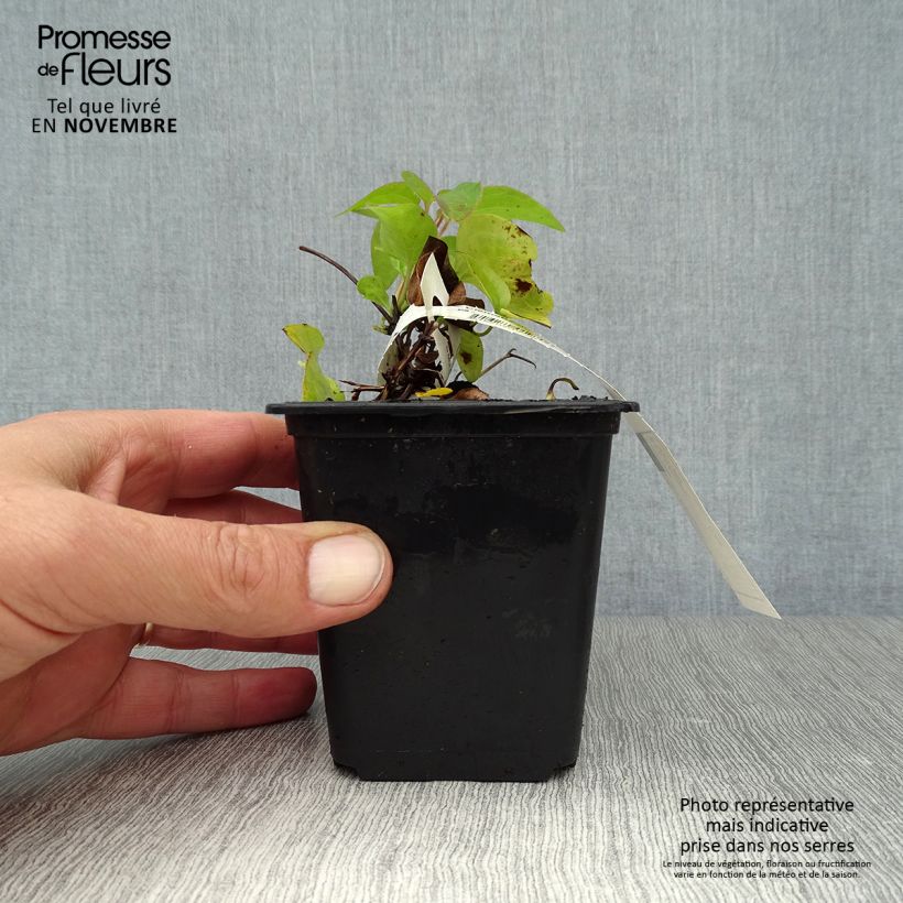 Ejemplar de Clematis Duchess of Edinburgh Maceta de 8/9 cm entregado en otoño