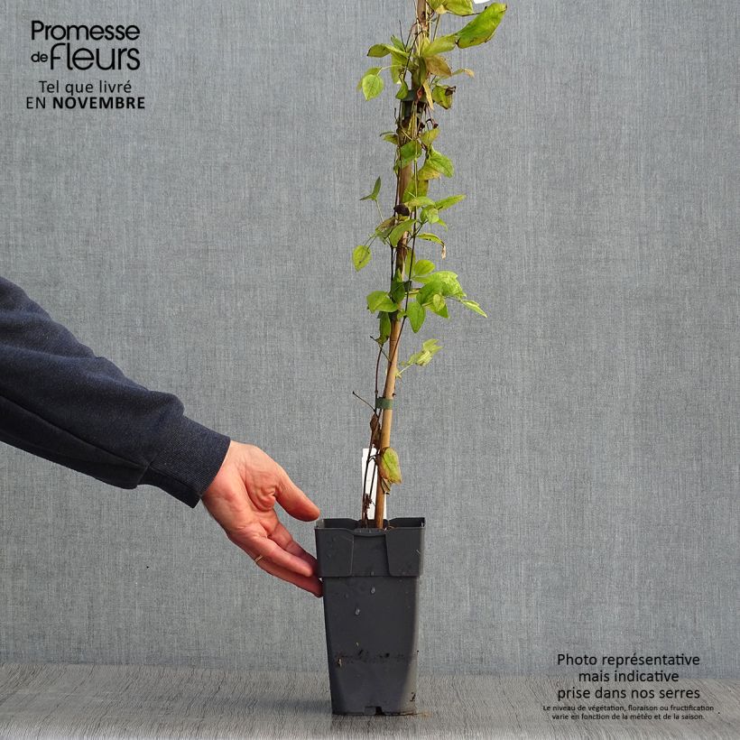 Ejemplar de Clematis Eriostemon Maceta 2L/3L entregado en otoño