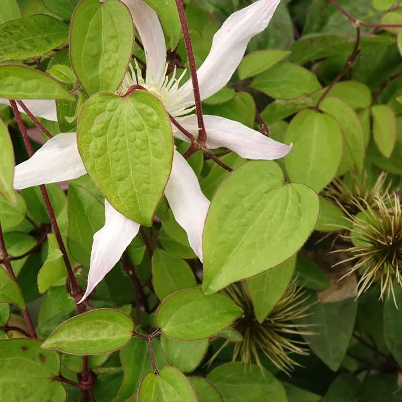 Clematis Etoile Nacrée (Follaje)