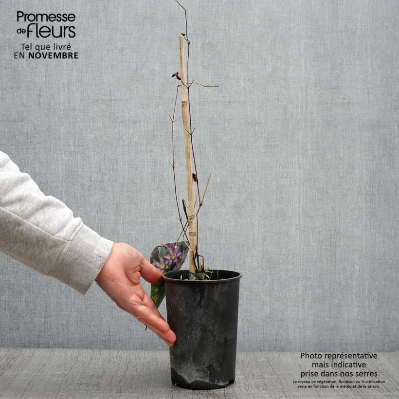 Ejemplar de Clematis Exciting Maceta 2L/3L entregado en otoño