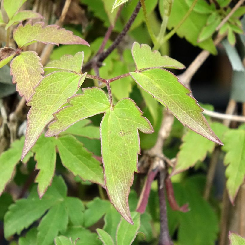 Clematis Eximia (Follaje)