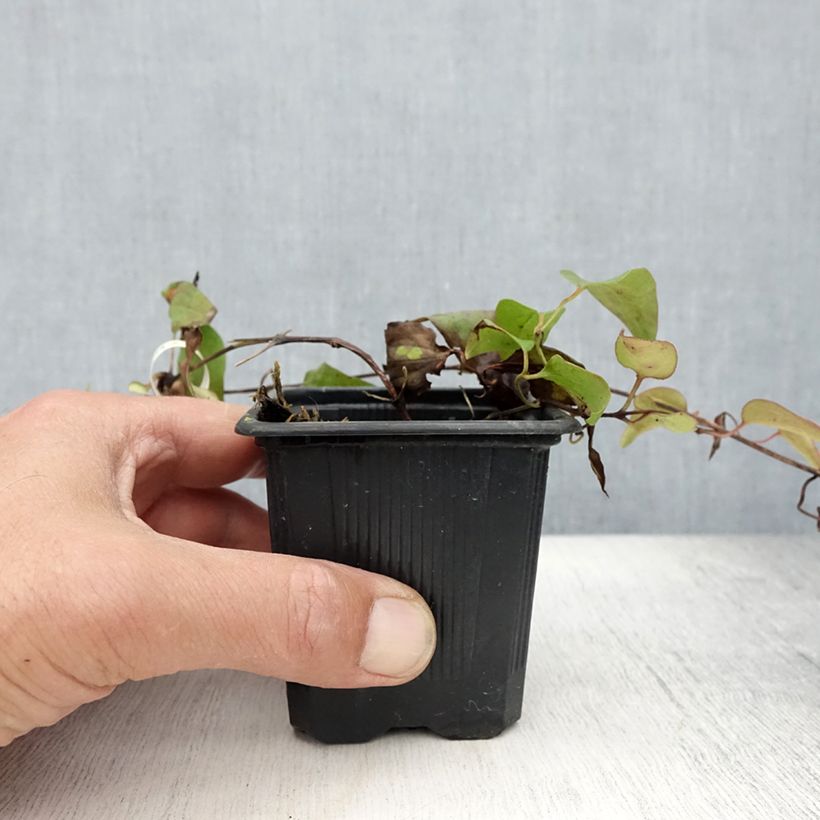 Ejemplar de Clematis Général Sikorski Maceta de 8/9 cm entregado en verano