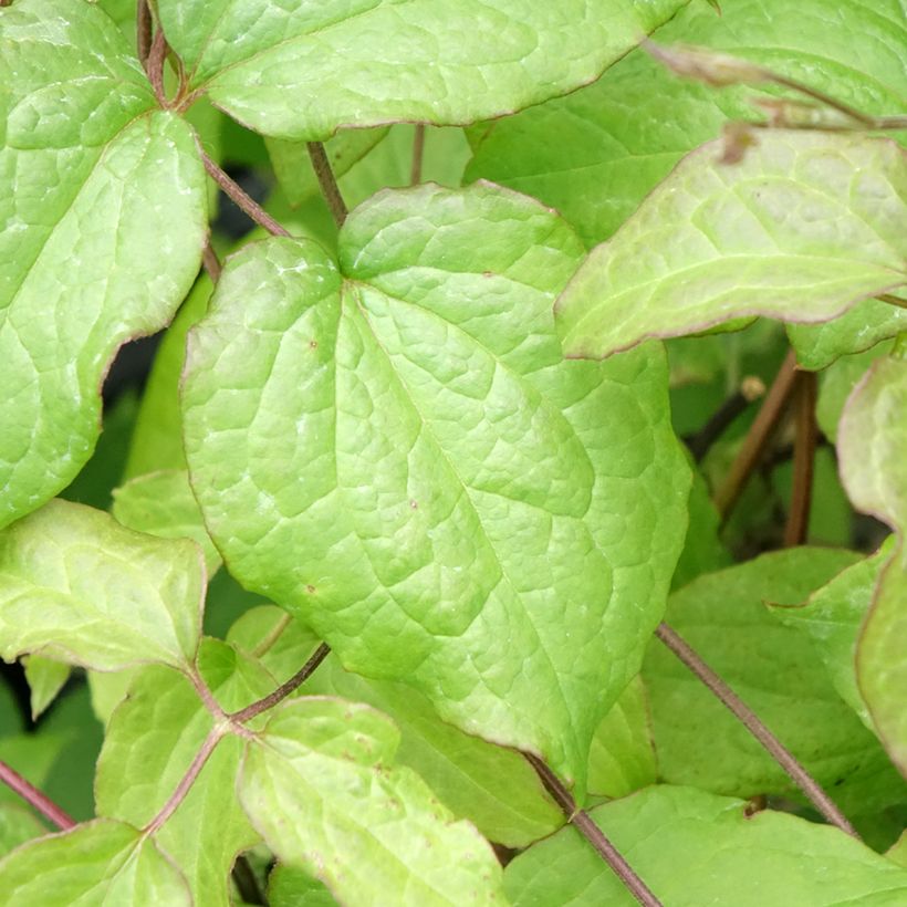 Clematis Gipsy Queen (Follaje)