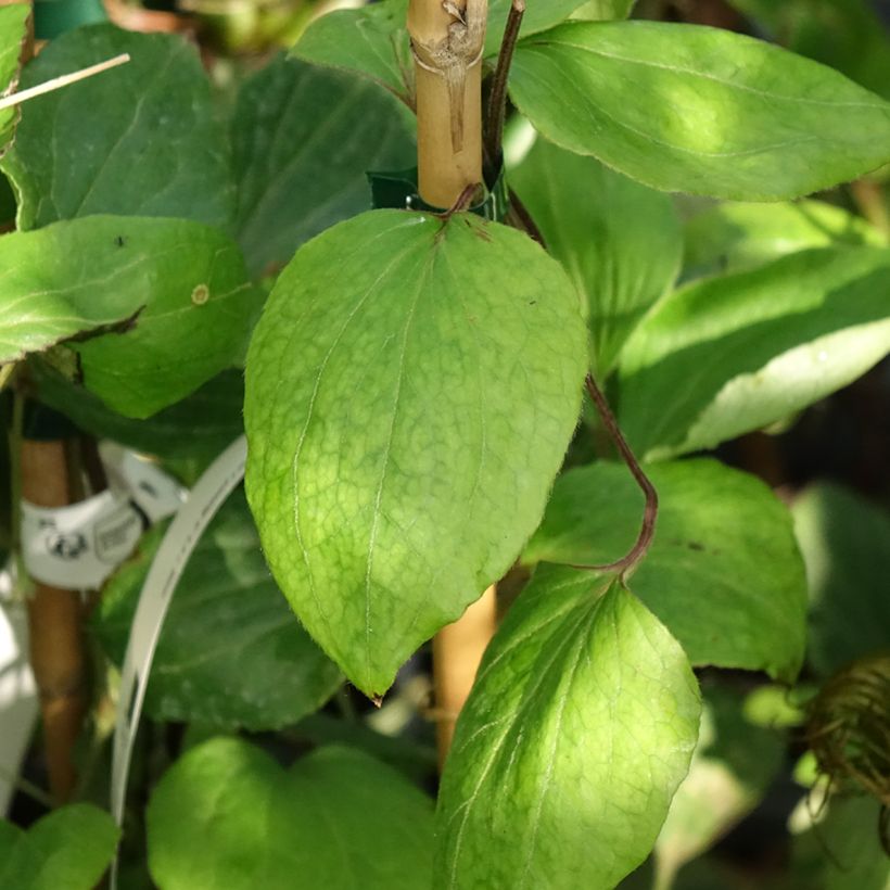 Clematis H. F. Young (Follaje)