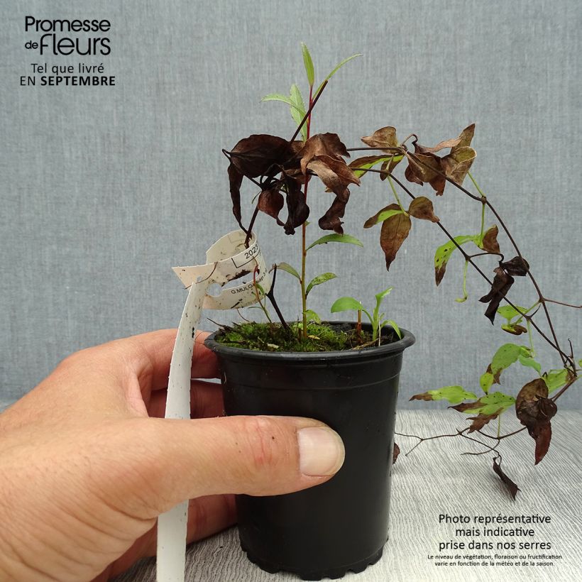 Ejemplar de Clematis Hagley hybride Maceta de 8/9 cm entregado en otoño