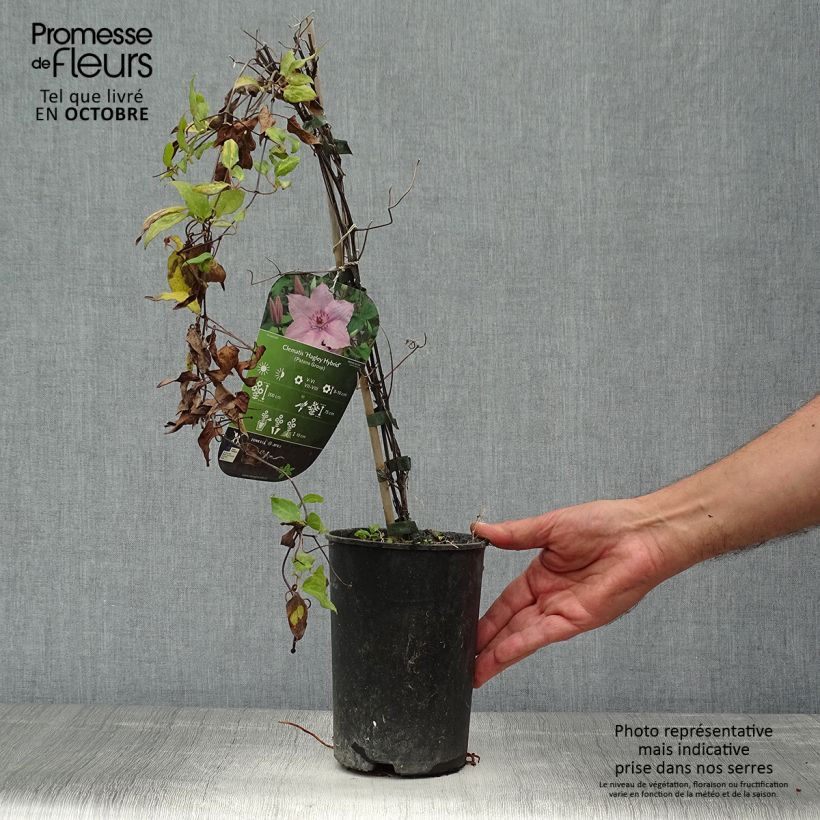 Ejemplar de Clematis Hagley hybride Maceta 2L/3L entregado en otoño