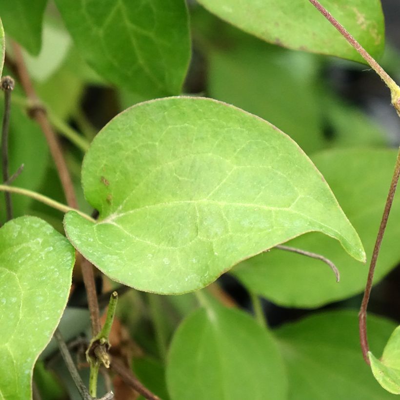 Clematis Hania (Follaje)
