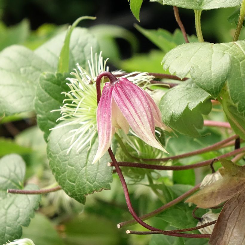 Clematis I am Red Robin (Floración)