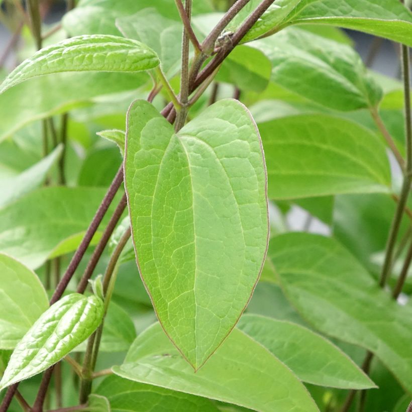 Clematis integrifolia Durandii (Follaje)