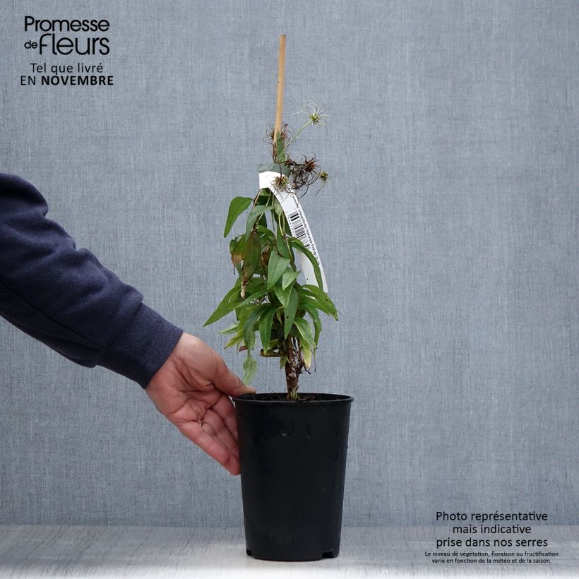 Ejemplar de Clematis integrifolia Hakuree Maceta 2L/3L entregado en otoño