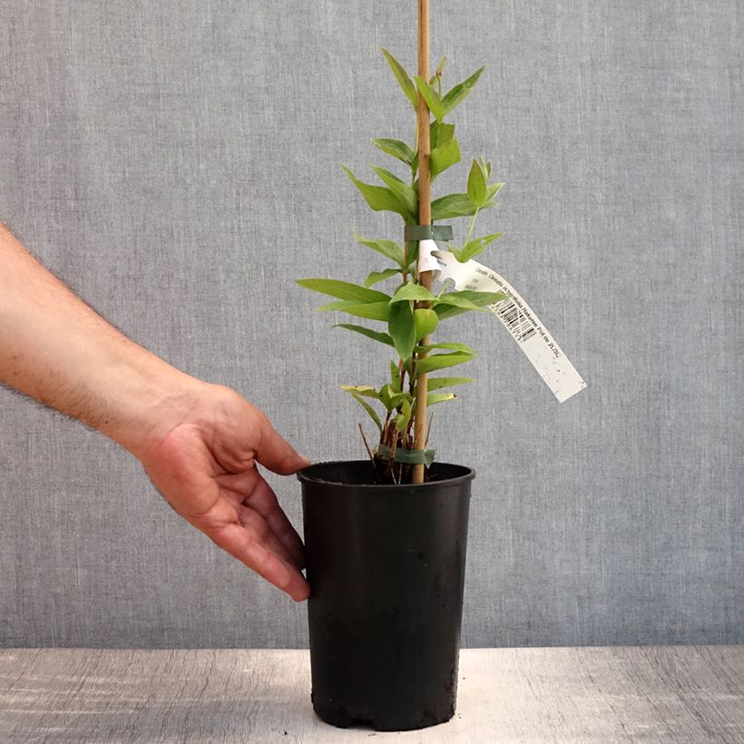 Ejemplar de Clematis integrifolia Hakuree Maceta 2L/3L entregado en verano