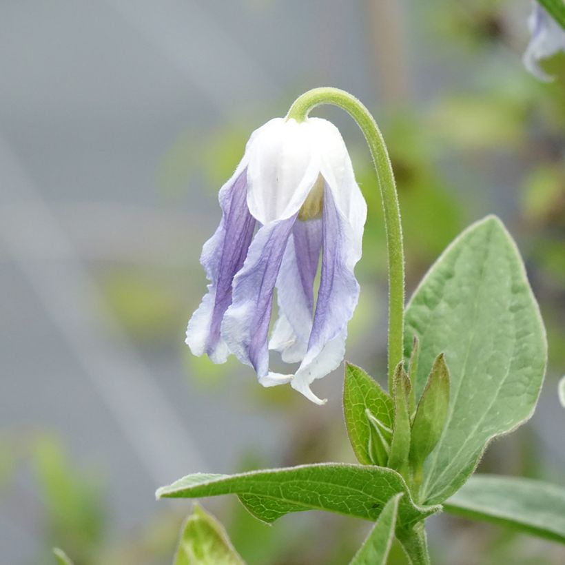 Clematis integrifolia Hakuree (Floración)