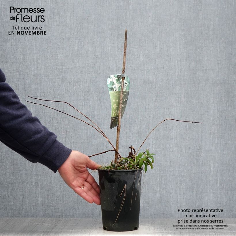 Ejemplar de Clematis integrifolia Rosea Maceta 2L/3L entregado en otoño