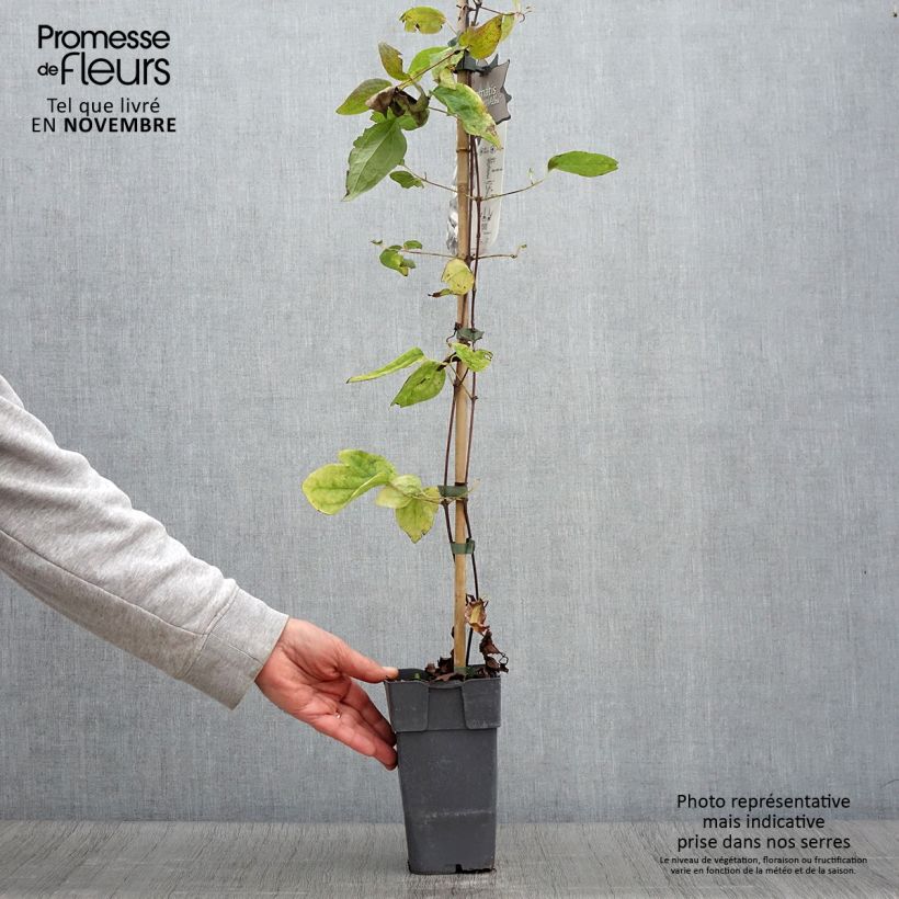 Ejemplar de Clematis jackmanii Alba Maceta 2L/3L entregado en otoño