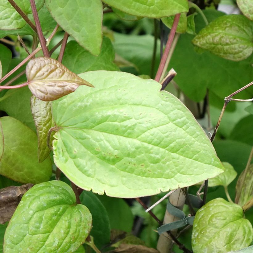 Clematis jackmanii Jenny (Follaje)