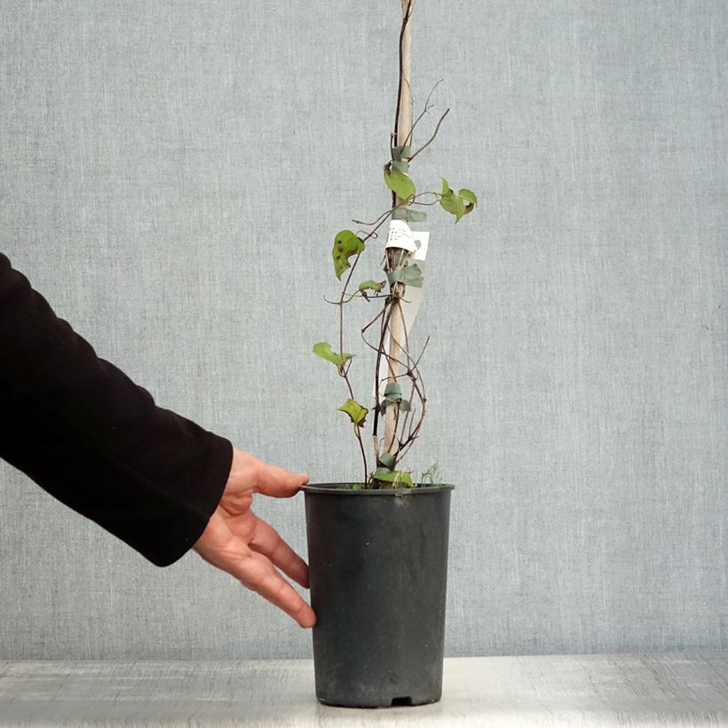 Ejemplar de Clematis Julka Maceta 1,5L/2L entregado en otoño
