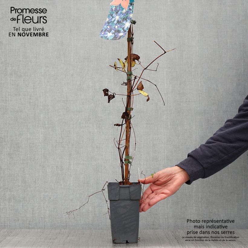Ejemplar de Clematis Juuli Maceta 2L/3L entregado en otoño