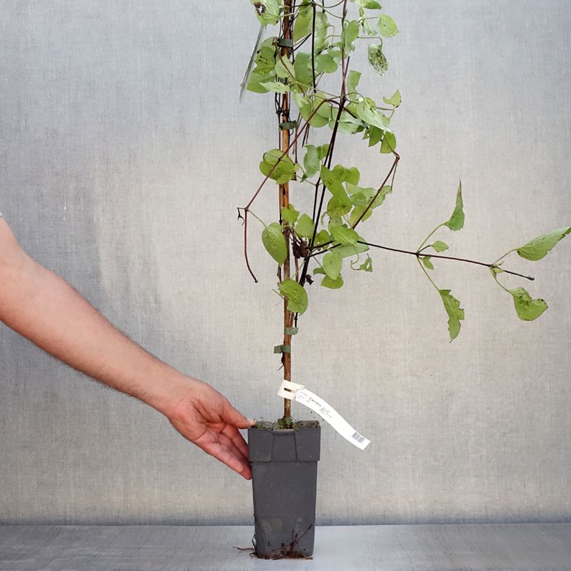 Ejemplar de Clematis Juuli Maceta 2L/3LAltura de entrega aprox. 40/50cm entregado en verano