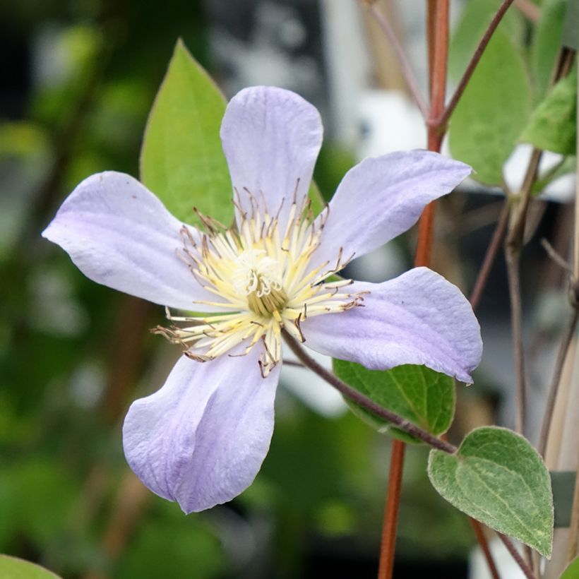 Clematis Juuli (Floración)