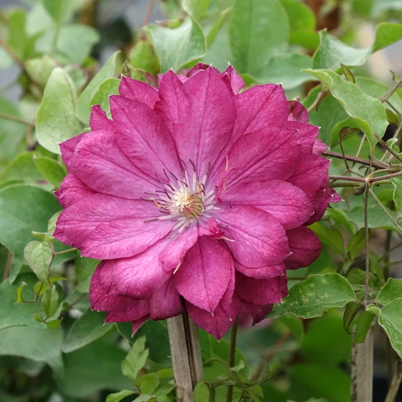 Clematis Kaen (Floración)