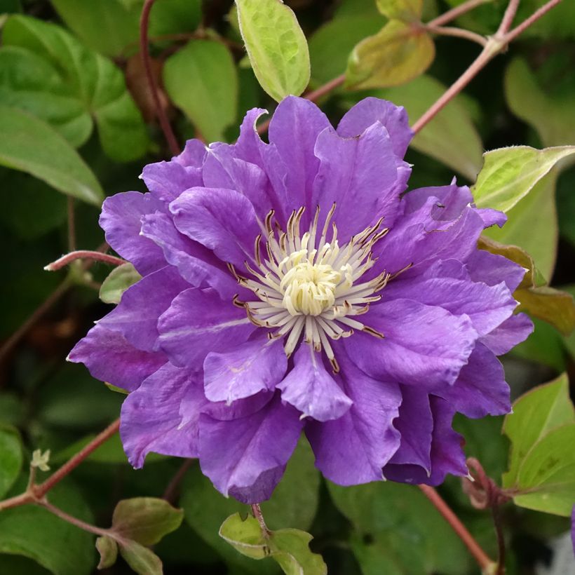 Clematis Kiri Te Kanawa (Floración)