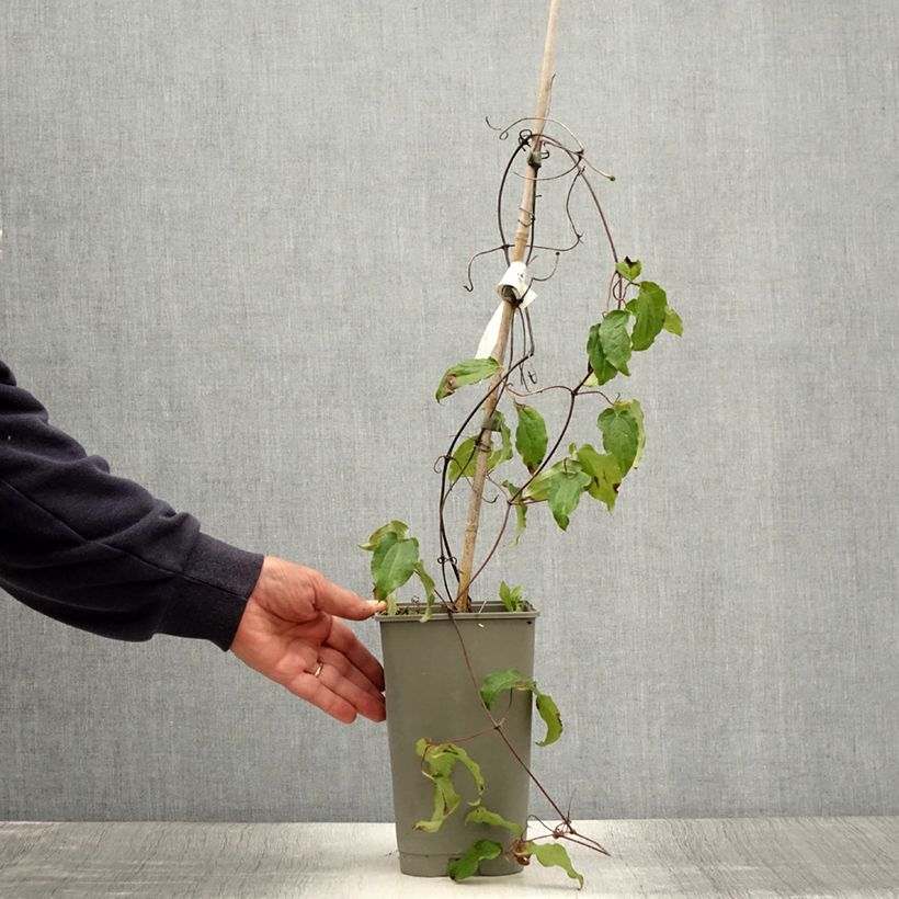 Ejemplar de Clematis Lasurstern Maceta 1,5L/2LAltura de entrega aprox. 90/120cm entregado en verano